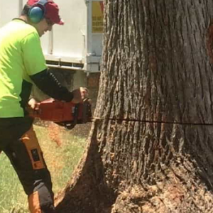 Tree Removal Adelaide Professional